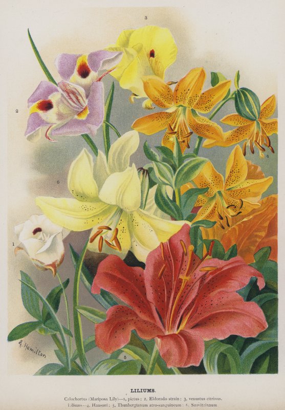 Liliums av Gertrude Hamilton