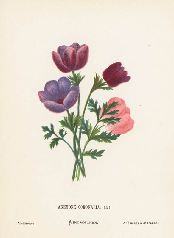  av Hannah Zeller