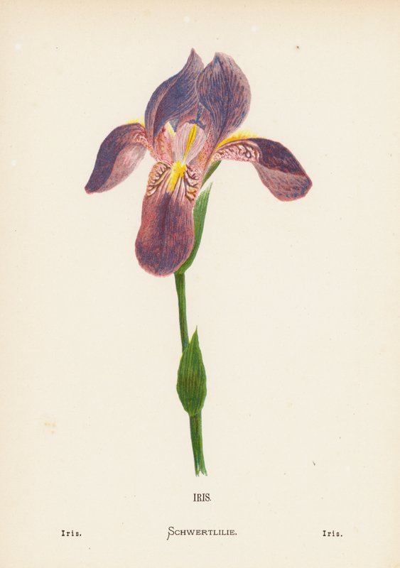  av Hannah Zeller