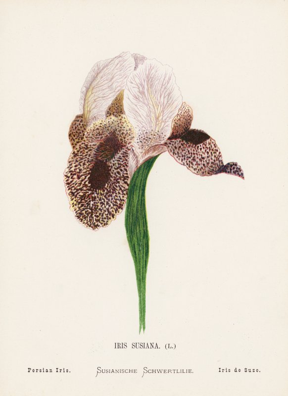  av Hannah Zeller