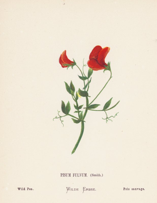  av Hannah Zeller