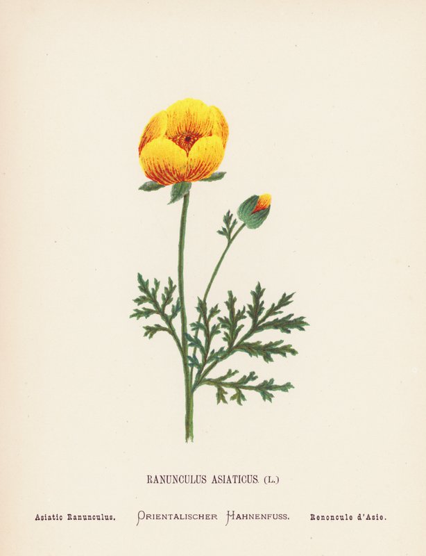  av Hannah Zeller