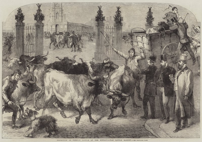Inspeksjon av utenlandsk storfe på Metropolitan Cattle Market av Harden Sidney Melville