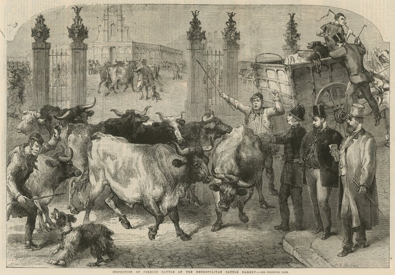 Inspeksjon av utenlandsk storfe på Metropolitan Cattle Market (gravering) av Harden Sidney (after) Melville