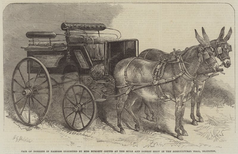 Pair of Donkeys in Harness utstilt av Miss Burdett Coutts på Mule and Donkey Show i Agricultural Hall, Islington av Harden Sidney Melville