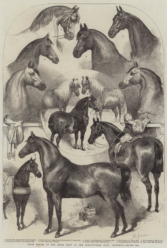 Premiehester på Horse Show i Agricultural Hall, Islington av Harden Sidney Melville