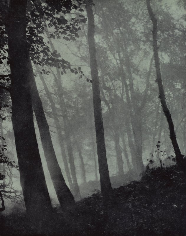 buede turer i skumringslunder og brune skygger Av furu eller monumental eik, Milton (s/hvitt-bilde) av Harold Burdekin