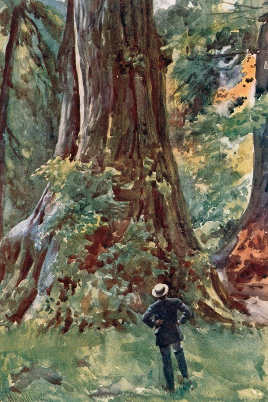 The Big Tree, Stanley Park, Vancouver av Harold Copping