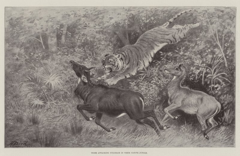 Tiger angriper Nylghaie i deres innfødte jungel av Harrington Bird