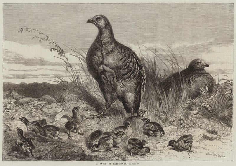 En stam av rapphøns av Harrison William Weir