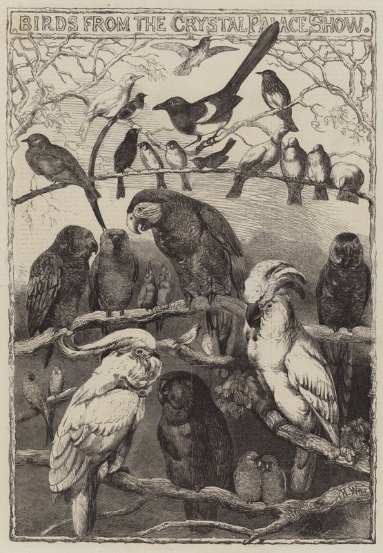 Fugler fra Crystal Palace Show av Harrison William Weir
