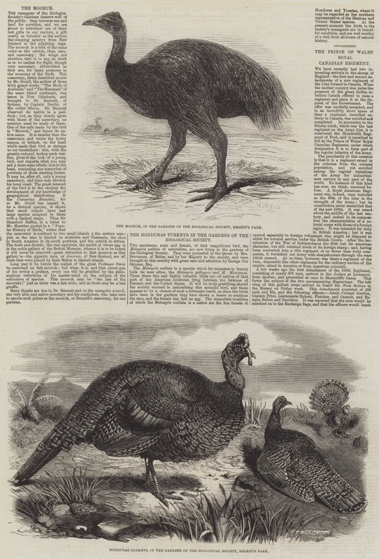 Fugler i London Zoo av Harrison William Weir