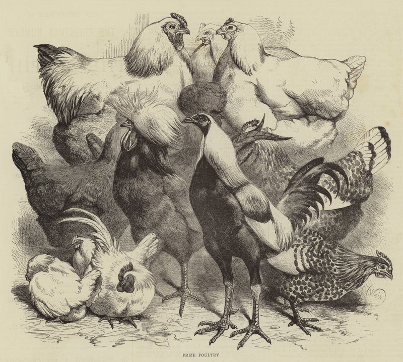 Birmingham Show, Prize Fjærkre av Harrison William Weir