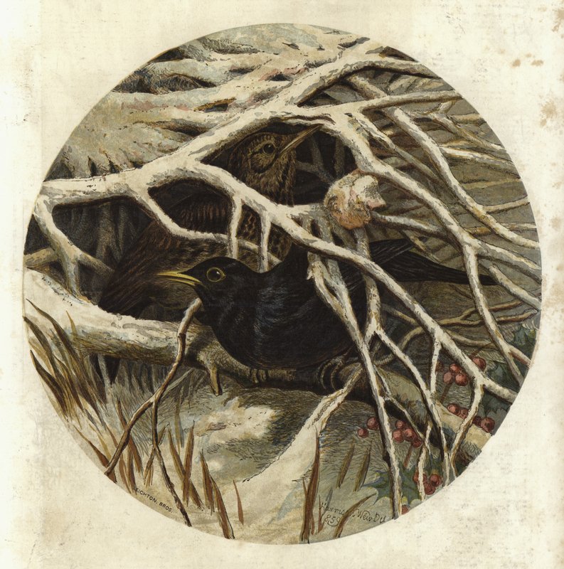 Svarttrost og trost, i skjult av Harrison William Weir