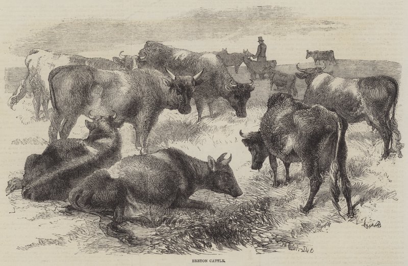 Bretonsk storfe av Harrison William Weir