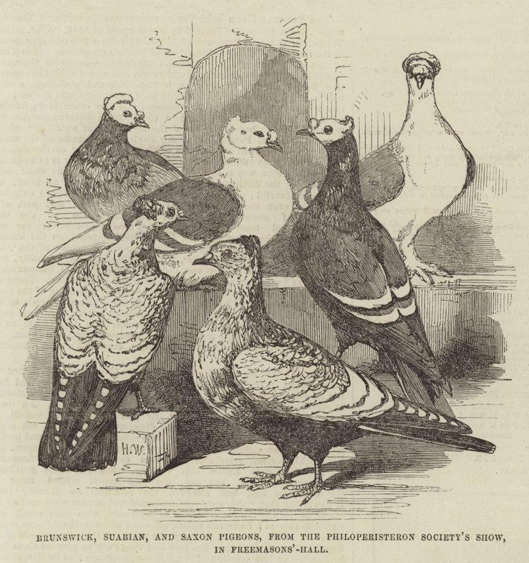 Brunswick, Suabian og Saxon Pigeons, fra Philoperisteron Society