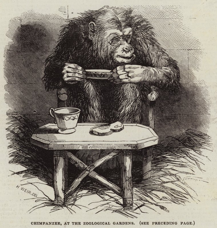Sjimpanse, ved Zoological Gardens av Harrison William Weir
