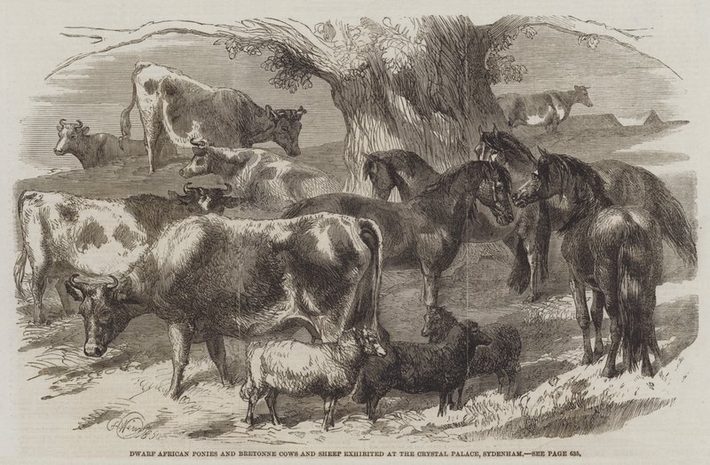 Dvergafrikanske ponnier og bretonske kyr og sauer utstilt på Crystal Palace, Sydenham av Harrison William Weir