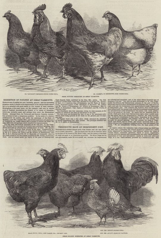 Utstilling av fjærkre på Great Yarmouth av Harrison William Weir