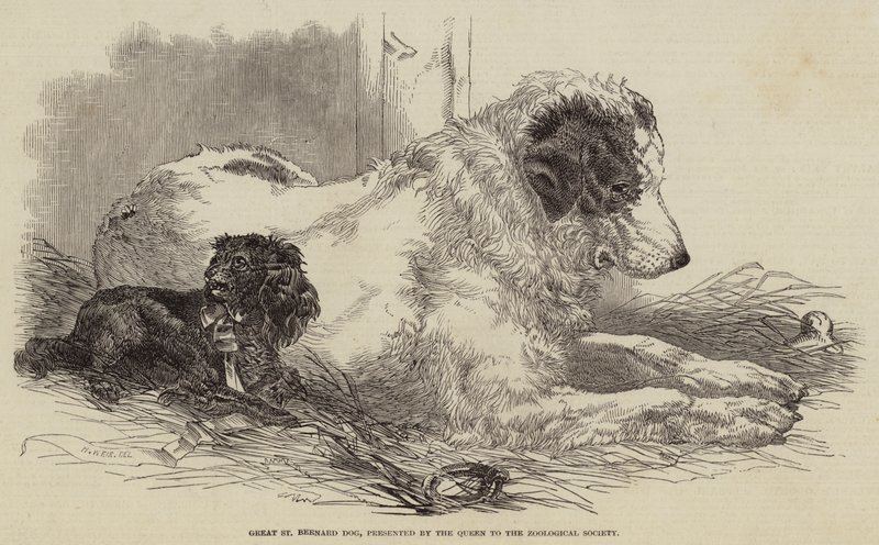Great St Bernard Dog, presentert av dronningen til Zoological Society av Harrison William Weir