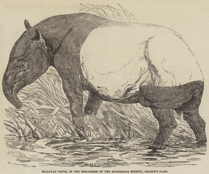 Malayan Tapir, i Menagerie of the Zoological Society, Regent
