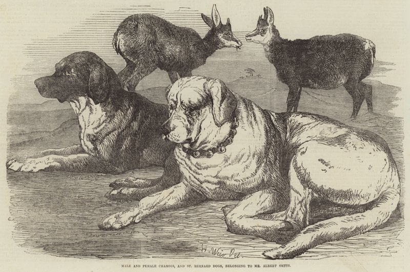 Hann- og kvinnelige gemser, og St. Bernard-hunder, tilhørende herr Albert Smith av Harrison William Weir