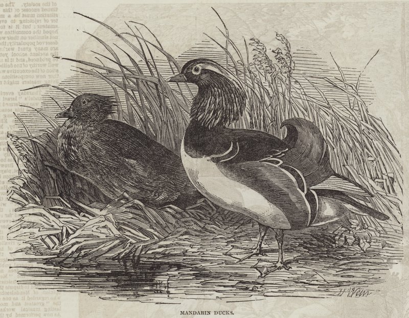 Mandarin ender av Harrison William Weir