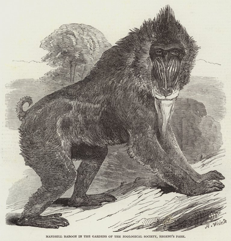 Mandrill Bavian i Gardens of the Zoological Society, Regent