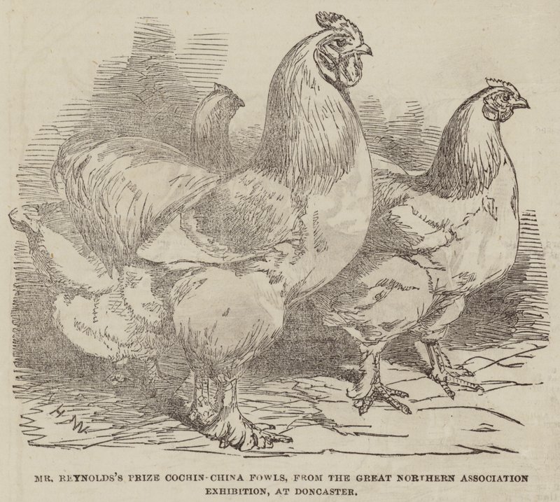 Mr Reynolds pris Cochin-China Fowls, fra Great Northern Association Exhibition, på Doncaster av Harrison William Weir