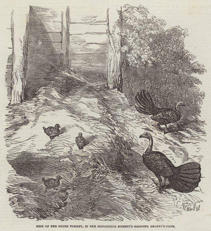 Nest of the Brush Tyrkia, i Zoological Society