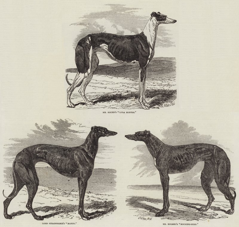Newmarket kursmøte av Harrison William Weir