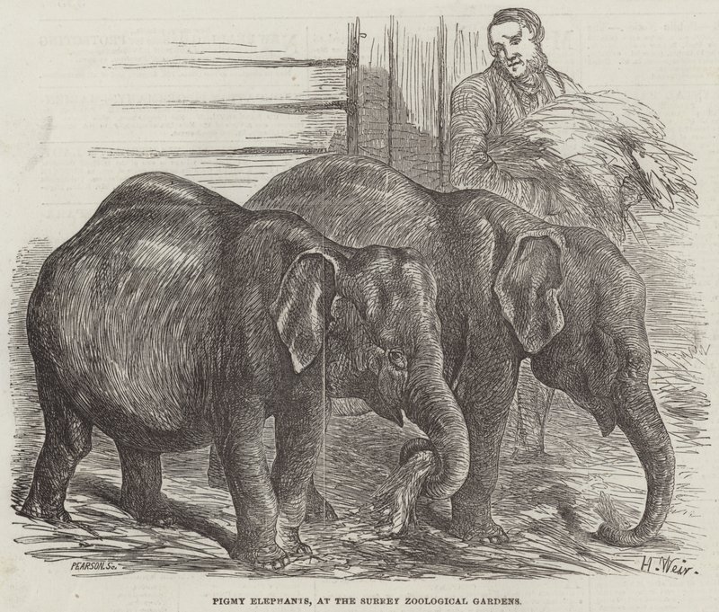 Pygmy Elephants, ved Surrey Zoological Gardens av Harrison William Weir