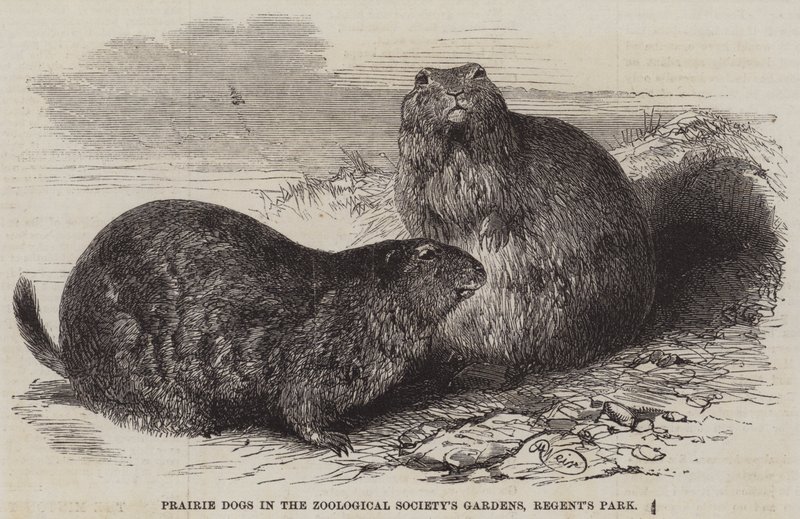 Præriehunder i Zoological Society