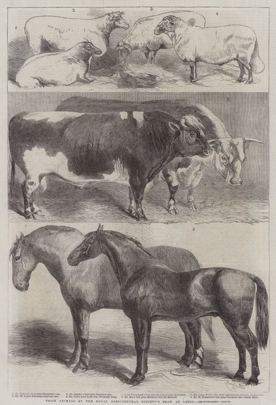 Premiedyr på Royal Agricultural Society's Show i Leeds av Harrison William Weir