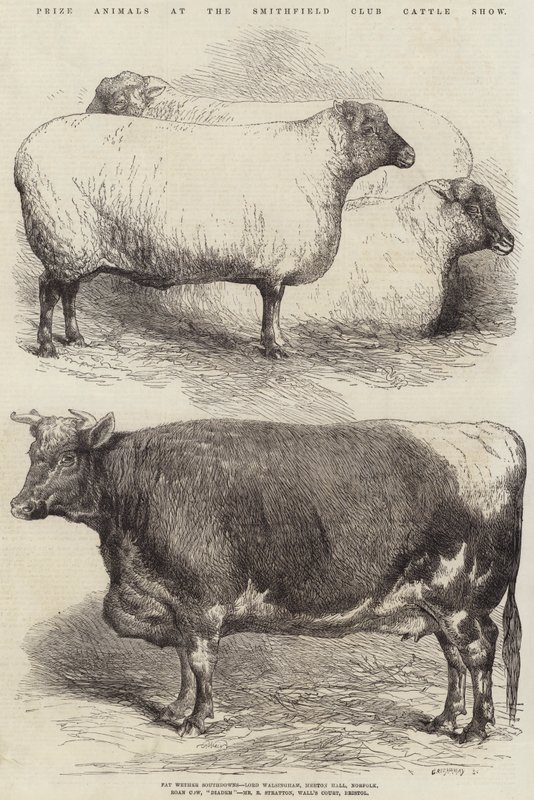 Premiedyr på Smithfield Club Cattle Show av Harrison William Weir