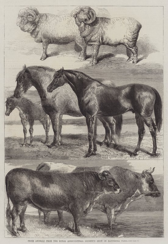 Premiedyr fra Royal Agricultural Society Show i Battersea Park av Harrison William Weir