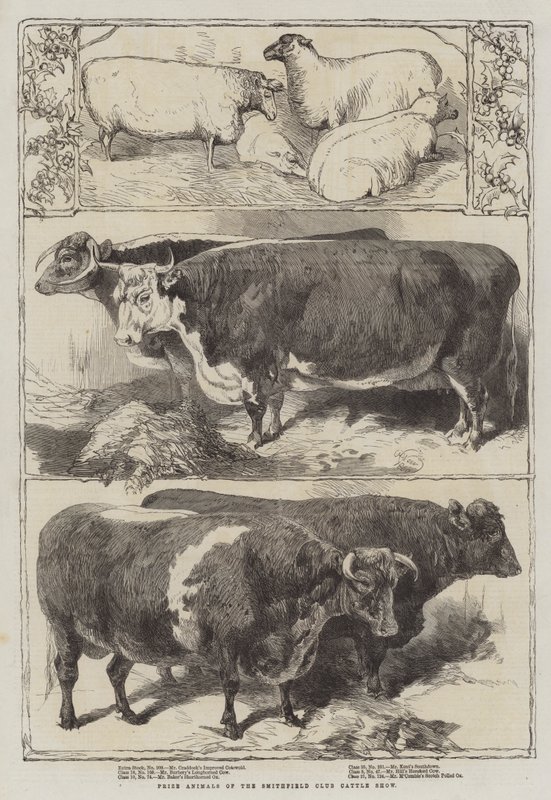 Premiedyr fra Smithfield Club Cattle Show av Harrison William Weir