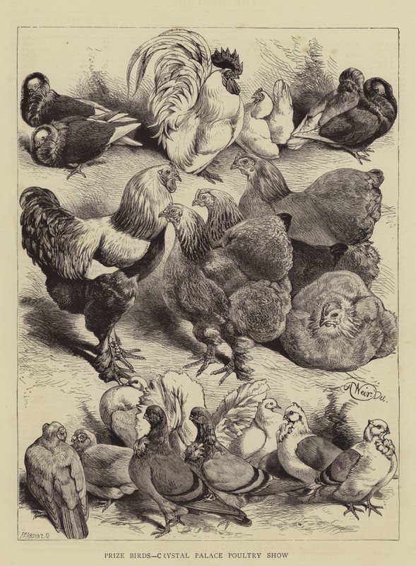 Premiefugler, Crystal Palace fjærfeutstilling av Harrison William Weir