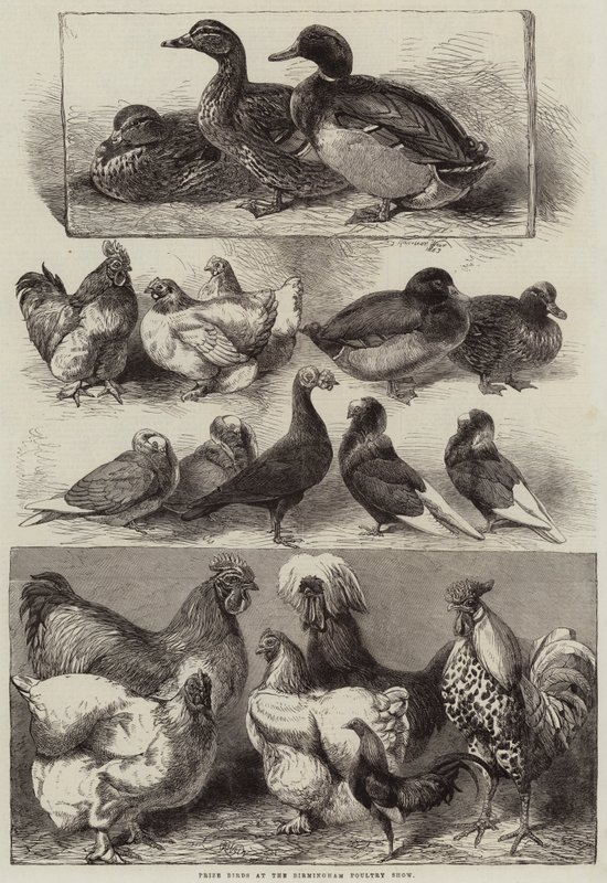 Premiefugler på Birmingham Poultry Show av Harrison William Weir