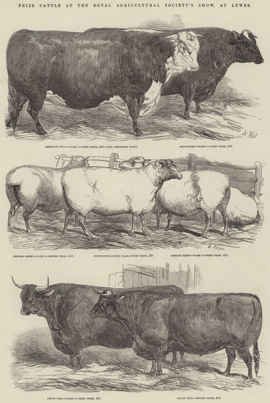 Premie storfe på Royal Agricultural Society