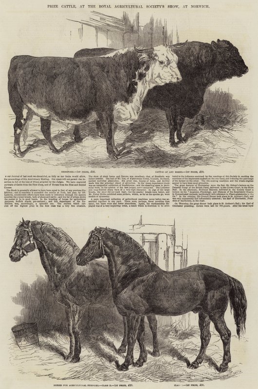 Prize Cattle, på Royal Agricultural Society