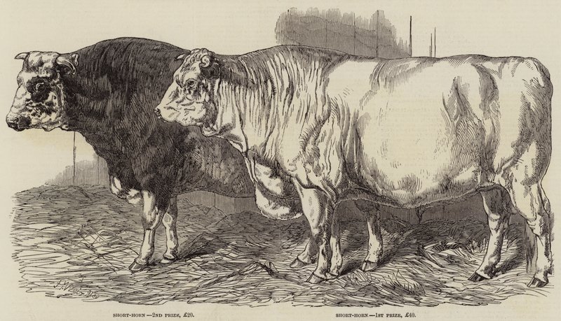 Premie storfe på Royal Agricultural Society
