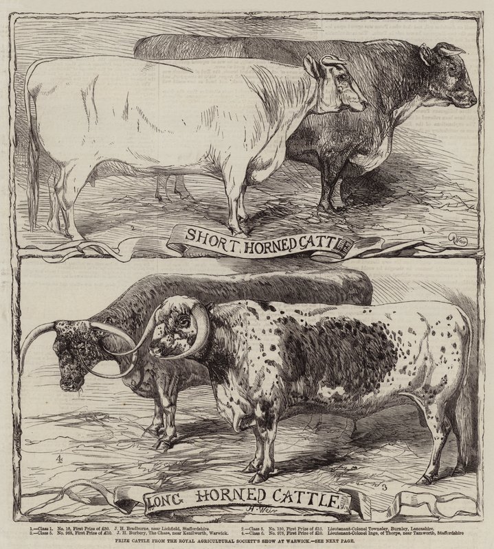 Prize Cattle fra Royal Agricultural Society