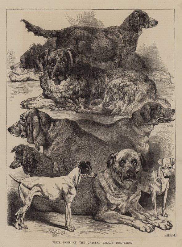 Premiehunder på Crystal Palace Dog Show av Harrison William Weir