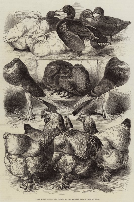 Premie høns, ender og duer på Crystal Palace Poultry Show av Harrison William Weir