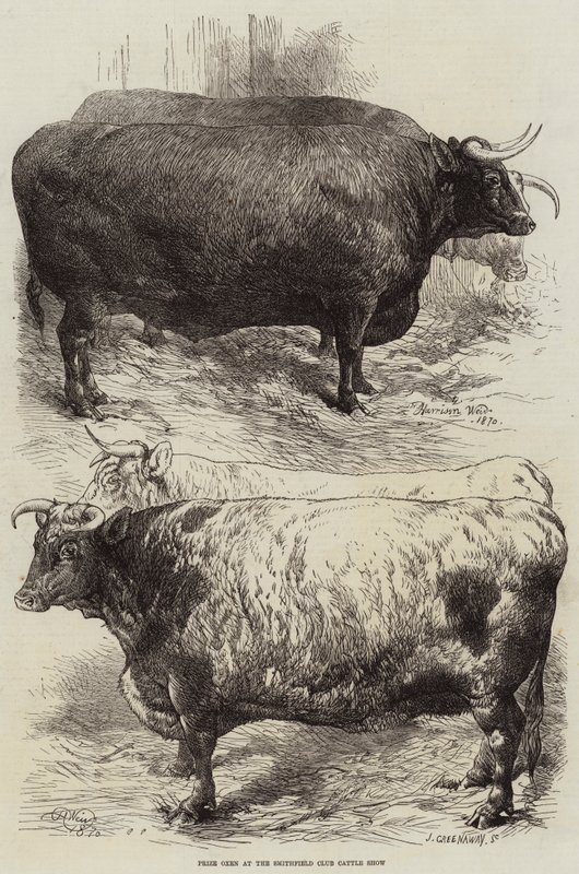 Premie okser på Smithfield Club Cattle Show av Harrison William Weir