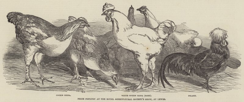 Premie fjærkre på Royal Agricultural Society
