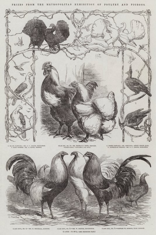 Priser fra Metropolitan Exhibition of Poultry and Pigeons av Harrison William Weir