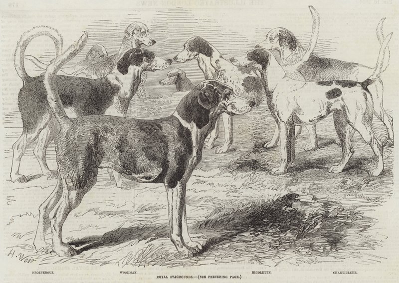 Royal Sghounds av Harrison William Weir