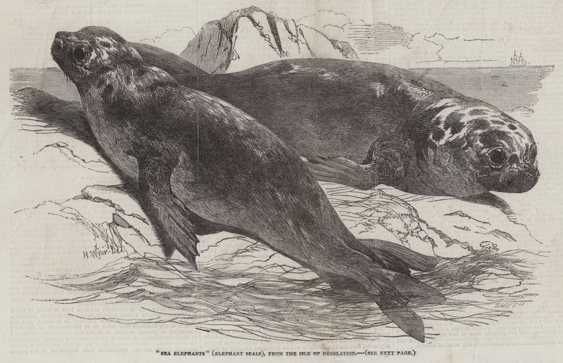 Sjøelefanter (elefantseler), fra Isle of Desolation av Harrison William Weir
